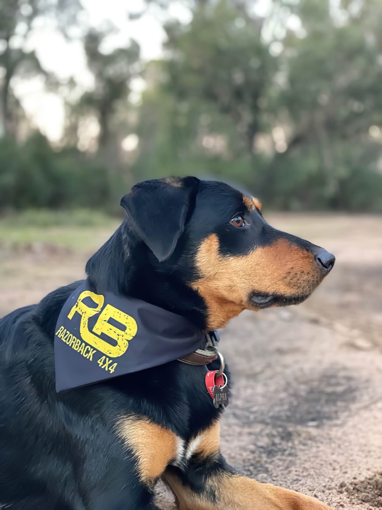 Pet Bandana (In Stock) - Image 3